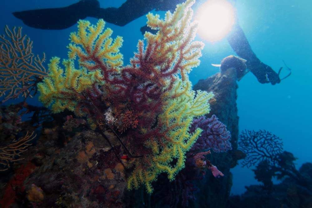 Fotografia 75 de Aquatic Rando - Plongée Fréjus