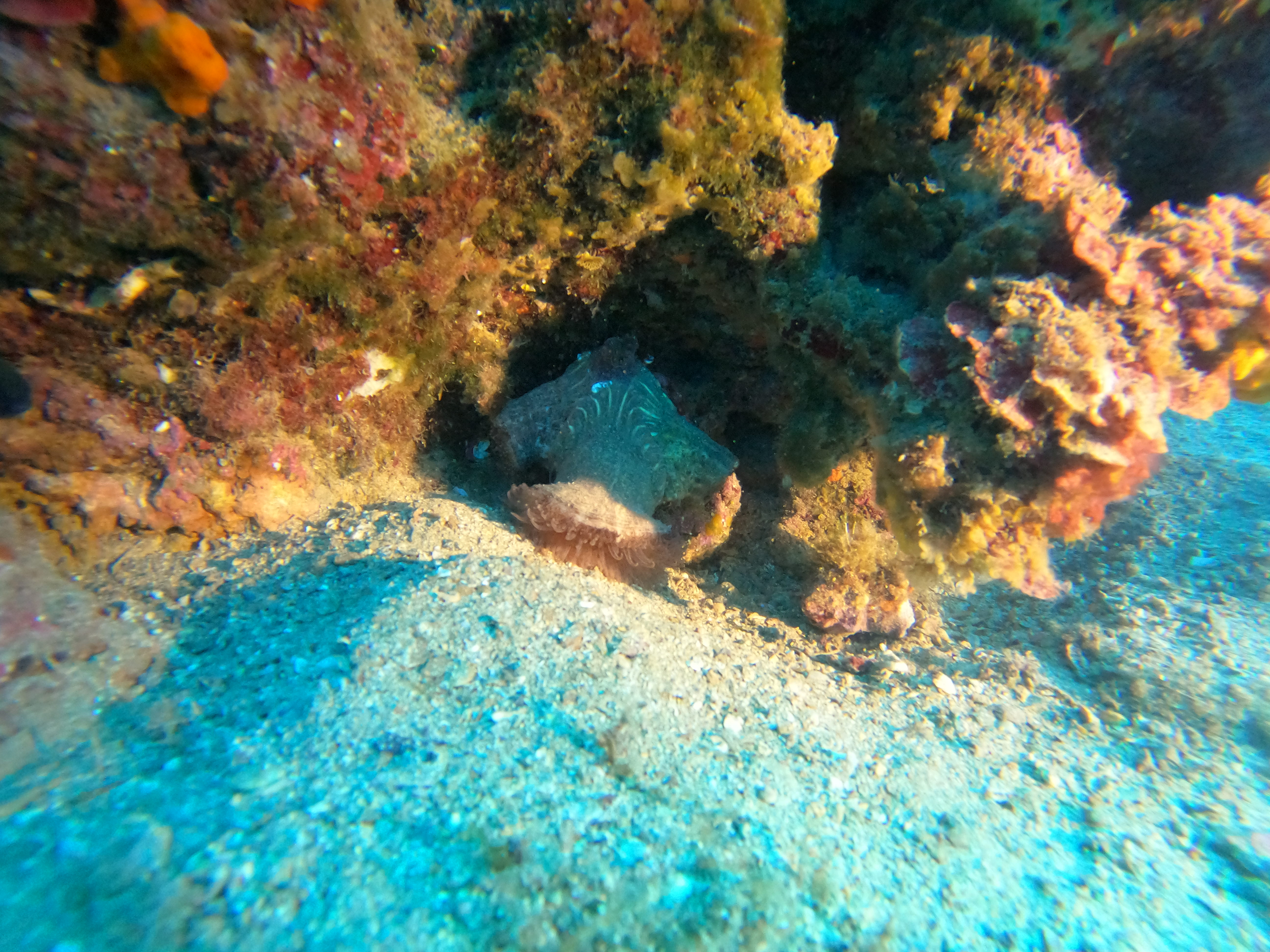 Fotografia 58 de Aquatic Rando - Plongée Fréjus