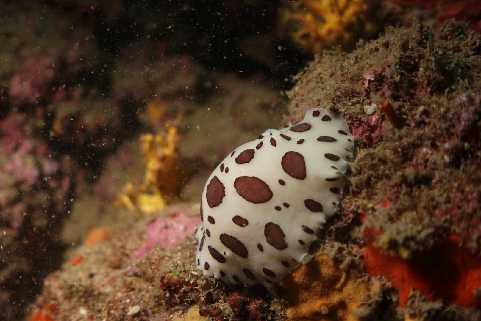 Fotografia 89 de Aquatic Rando - Plongée Fréjus