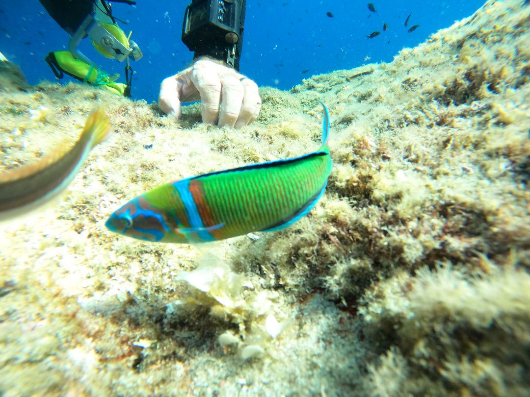 Fotografia 92 de Aquatic Rando - Plongée Fréjus