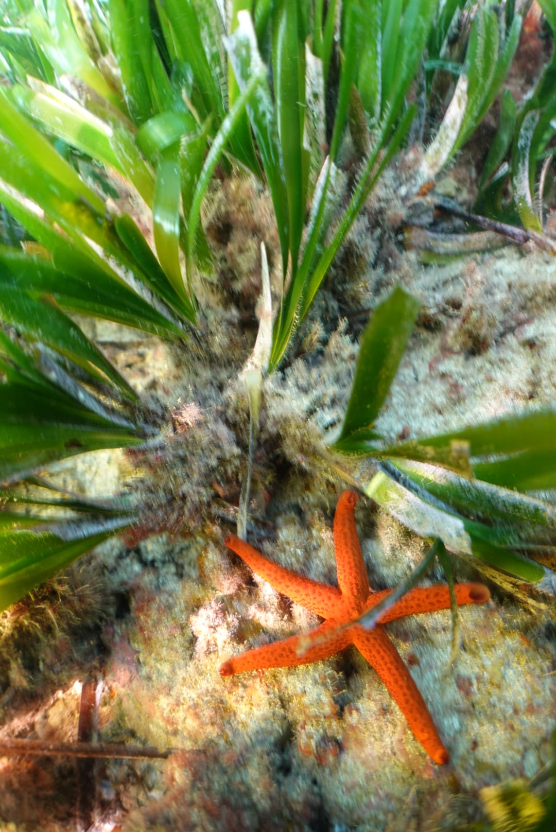 Fotografia 136 de Aquatic Rando - Plongée Fréjus